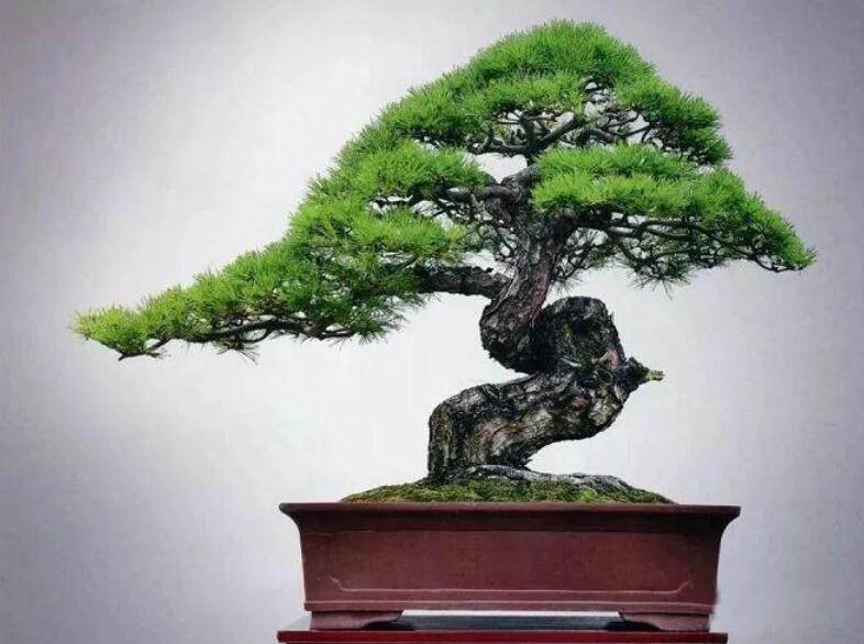 盆景制作3個(gè)注意事項(xiàng)，南寧婚慶花藝培訓(xùn)分享