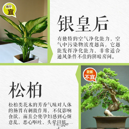 哪些綠植適合放在室內？南寧花藝師培訓學校盤點清單