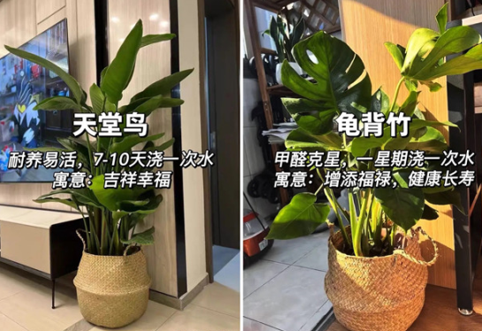 適合放在客廳的綠植，廣西花藝綠植培訓(xùn)分享