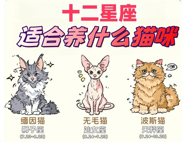 12星座適合養(yǎng)什么貓咪？